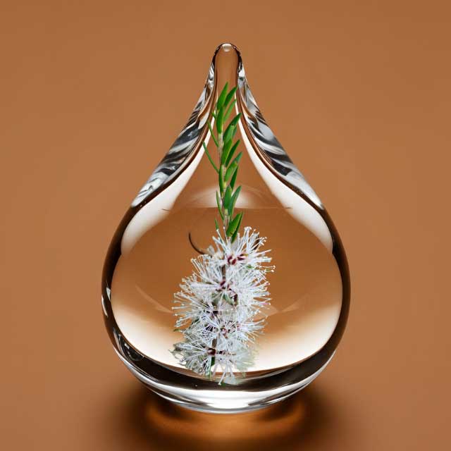 tea-tree.jpg