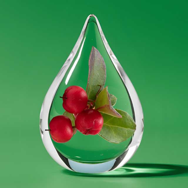 wintergreen.jpg